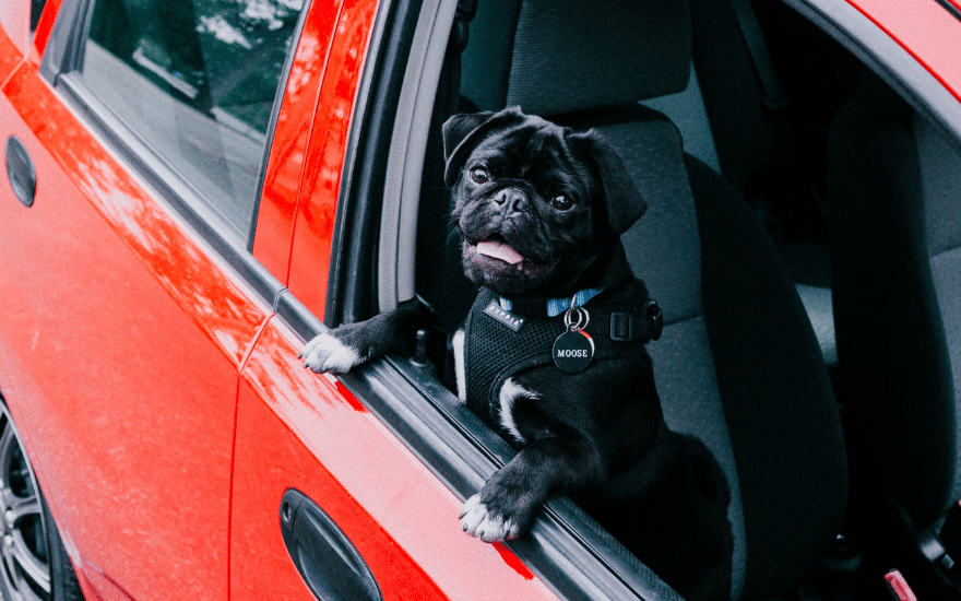 Haustierüberwachung Hund im Auto